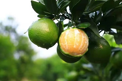 華逸府聯(lián)手德慶皇帝柑，為您帶來(lái)入冬的第一口甜~~