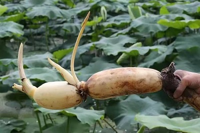 華逸府聯(lián)手湖北洪湖藕、江永芋頭，為您帶來(lái)健康原生態(tài)食材